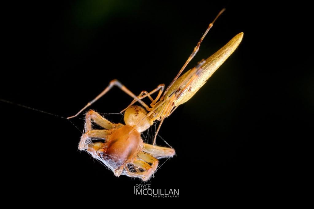 Rhomphaea urquharti, Theridiidae, photographed in New Zealand by Bryce McQuillan