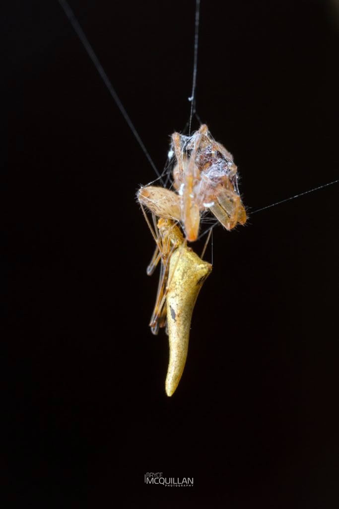 Rhomphaea urquharti, Theridiidae, photographed in New Zealand by Bryce McQuillan
