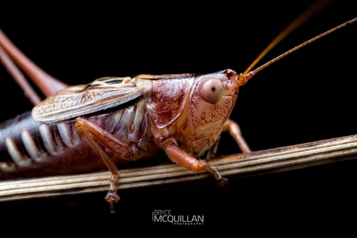Blackish Meadow Katydid (Conocephalus semivittatus), Tettigoniidae, photographed in New Zealand by Bryce McQuillan