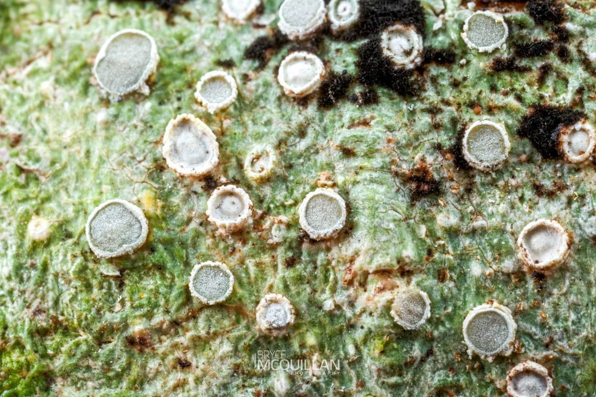 Lichens