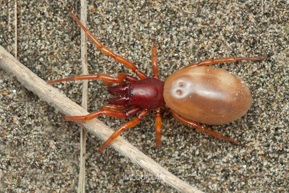 Dysdera crocata, Dysderidae, photographed in New Zealand by Bryce McQuillan