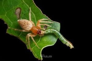 Clubiona convoluta, Clubionidae, photographed in New Zealand by Bryce McQuillan