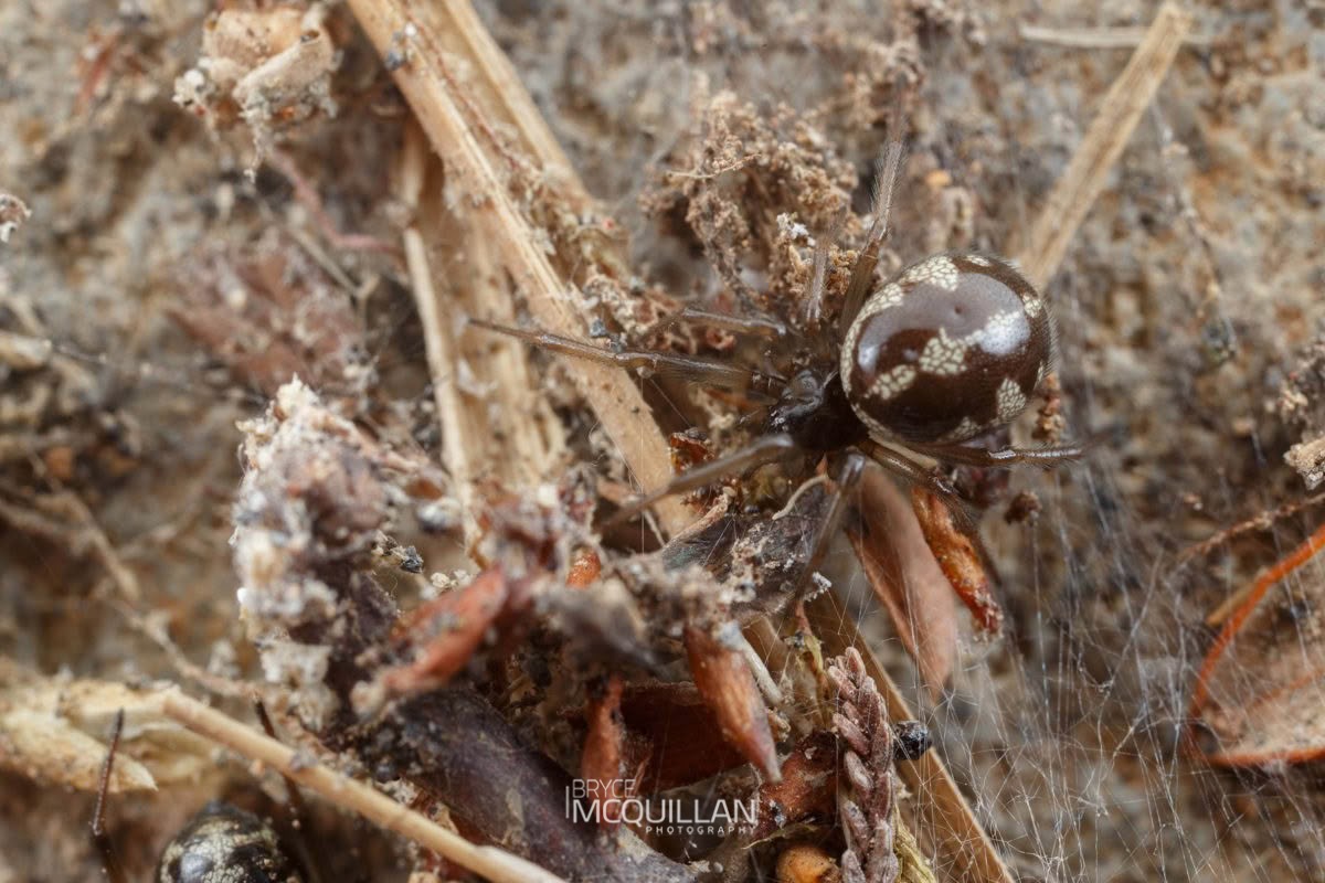 Steatoda truncata, Theridiidae, photographed in New Zealand by Bryce McQuillan