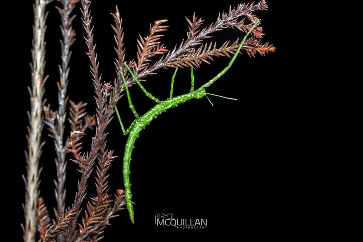 Prickly Stick Insect (Acanthoxyla prasina), Phasmatidae, photographed in New Zealand by Bryce McQuillan