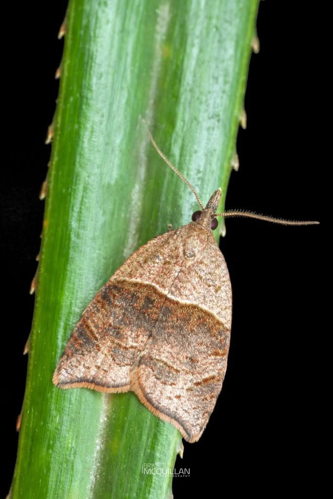 Cnephasia incessana, Tortricidae, photographed in New Zealand by Bryce McQuillan