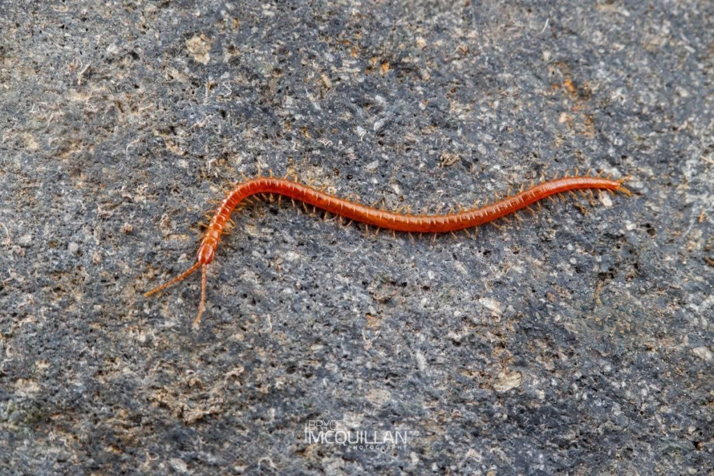 Geophilomorpha sp, photographed in New Zealand by Bryce McQuillan