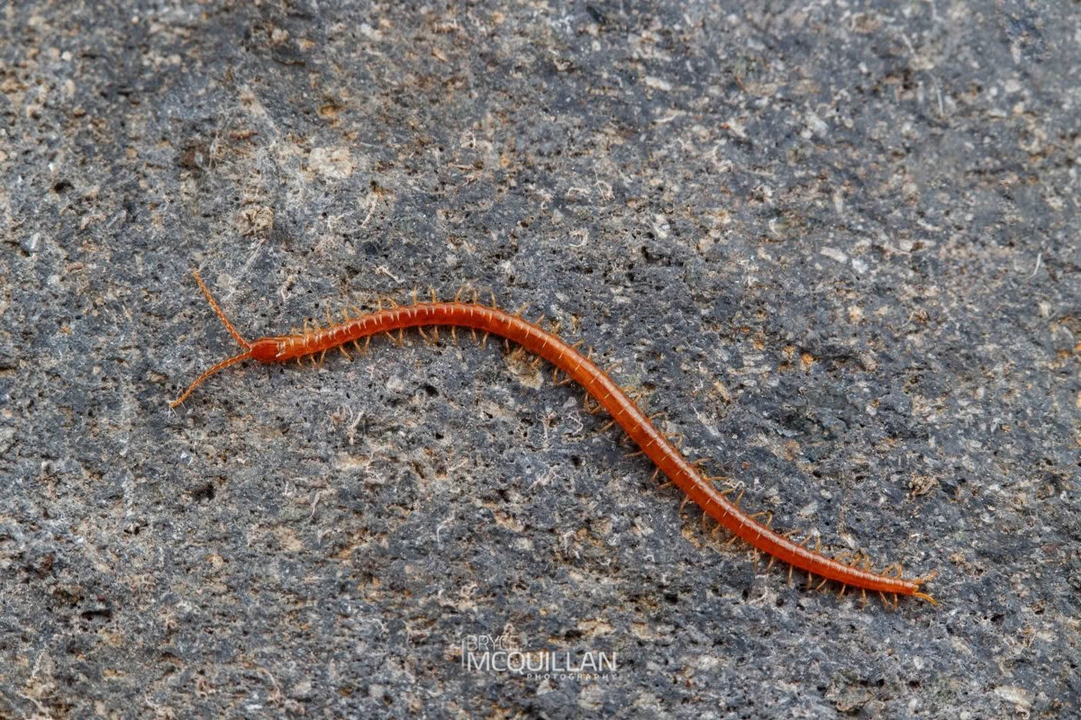 Geophilomorpha sp, photographed in New Zealand by Bryce McQuillan