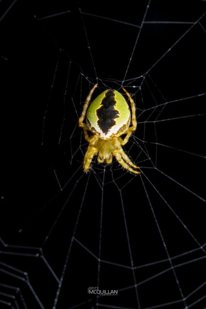Colaranea melanoviridi, photographed in New Zealand by Bryce McQuillan