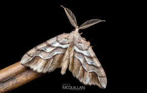 Chalastra aristarcha, Geometridae, photographed in New Zealand by Bryce McQuillan