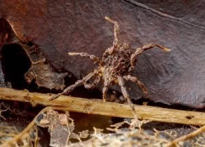 Pristobunus acuminatus, Triaenonychidae, photographed in New Zealand by Bryce McQuillan