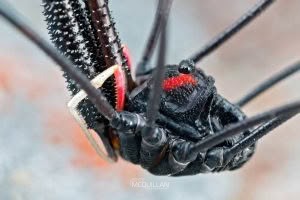 Shelob inconstans, Neopilionidae, photographed in New Zealand by Bryce McQuillan