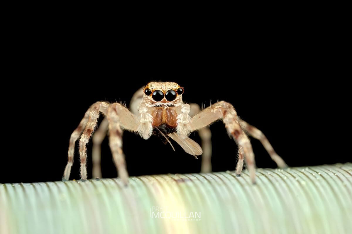 Helpis minitabunda, Salticidae, photographed in New Zealand by Bryce McQuillan