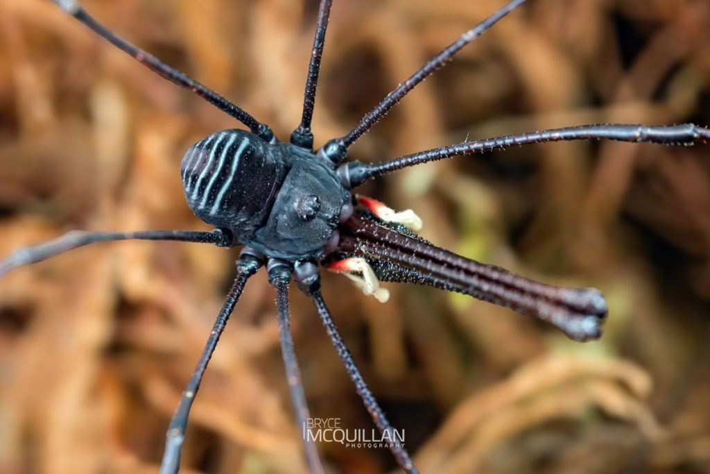 Pantopsalis listeri, Neopilionidae, photographed in New Zealand by Bryce McQuillan