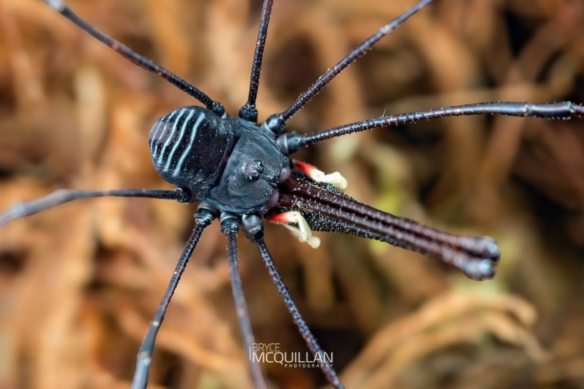 Pantopsalis listeri, Neopilionidae, photographed in New Zealand by Bryce McQuillan