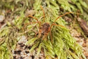 Algidia sp, Triaenonychidae, photographed in New Zealand by Bryce McQuillan