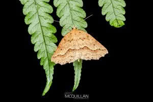 Ischalis variabilis, Geometridae photographed by Bryce McQuillan