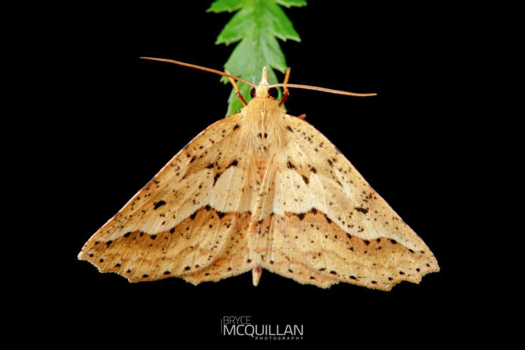 Ischalis variabilis, Geometridae photographed by Bryce McQuillan