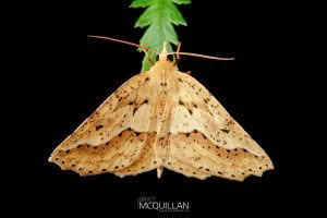 Ischalis variabilis, Geometridae photographed by Bryce McQuillan