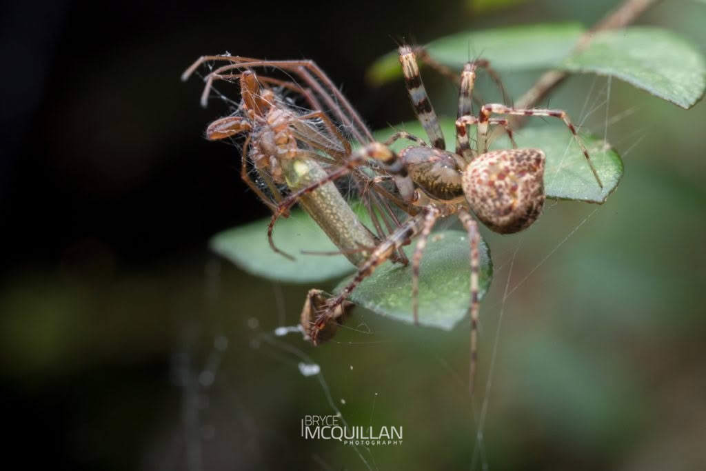 Australomimetus sennio, Mimetidae, photographed in New Zealand by Bryce McQuillan