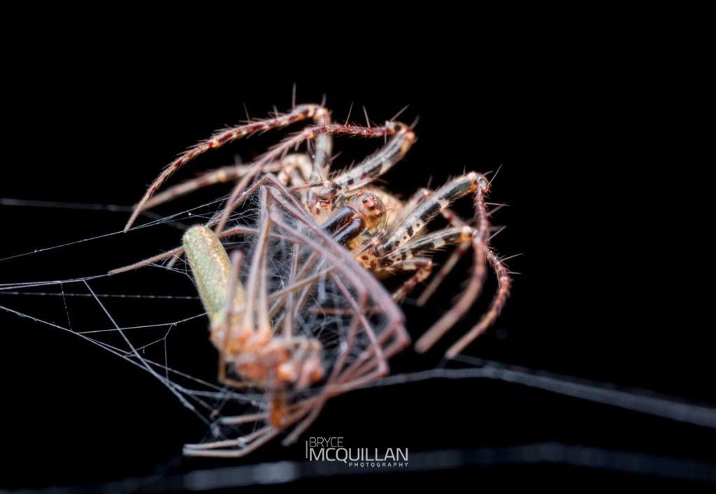 Australomimetus sennio, Mimetidae, photographed in New Zealand by Bryce McQuillan
