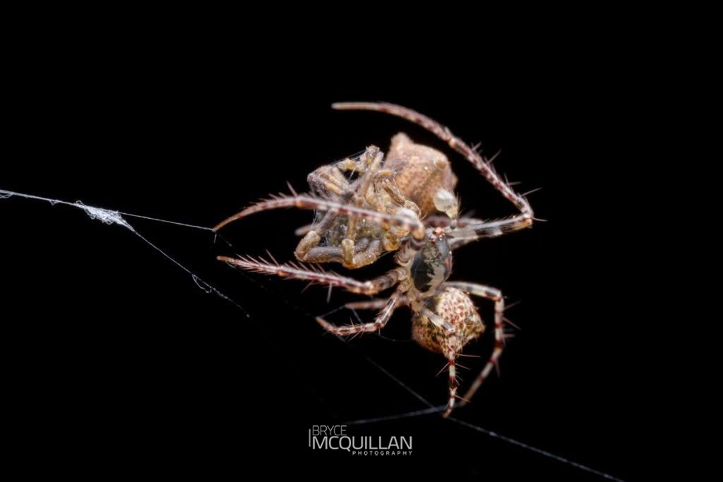 Australomimetus sennio, Mimetidae, photographed in New Zealand by Bryce McQuillan