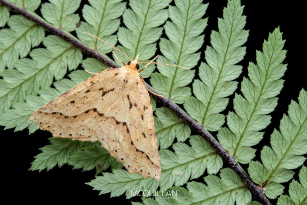 Ischalis variabilis, Geometridae photographed by Bryce McQuillan