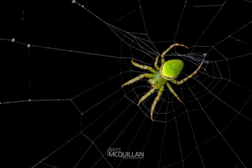 Green Orbweb Spider (Colaranea viriditas), Araenidae, photographed in New Zealand by Bryce McQuillan