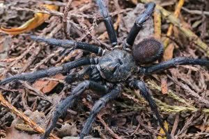 Cantuaria spp, Idiopidae, photographed in New Zealand by Bryce McQuillan