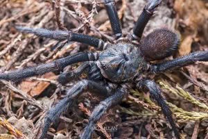 Cantuaria spp, Idiopidae, photographed in New Zealand by Bryce McQuillan