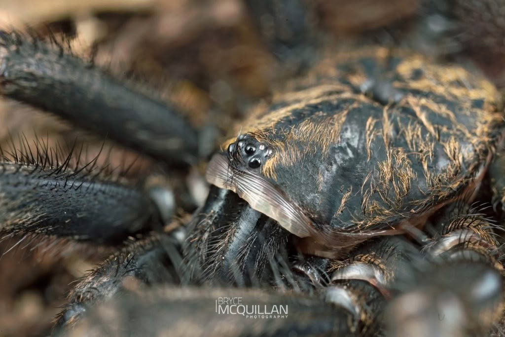 Cantuaria sp., Idiopidae, photographed in New Zealand by Bryce McQuillan