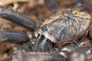 Cantuaria spp, Idiopidae, photographed in New Zealand by Bryce McQuillan
