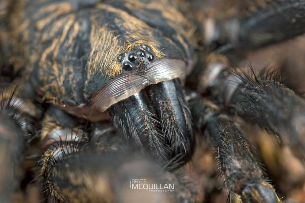 Cantuaria sp., Idiopidae, photographed in New Zealand by Bryce McQuillan