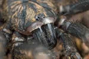 Cantuaria spp, Idiopidae, photographed in New Zealand by Bryce McQuillan