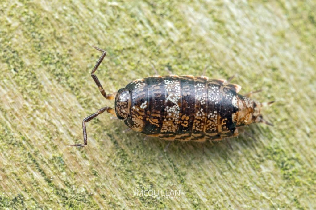 Styloniscus spp, Styloniscidae, photographed in New Zealand by Bryce McQuillan