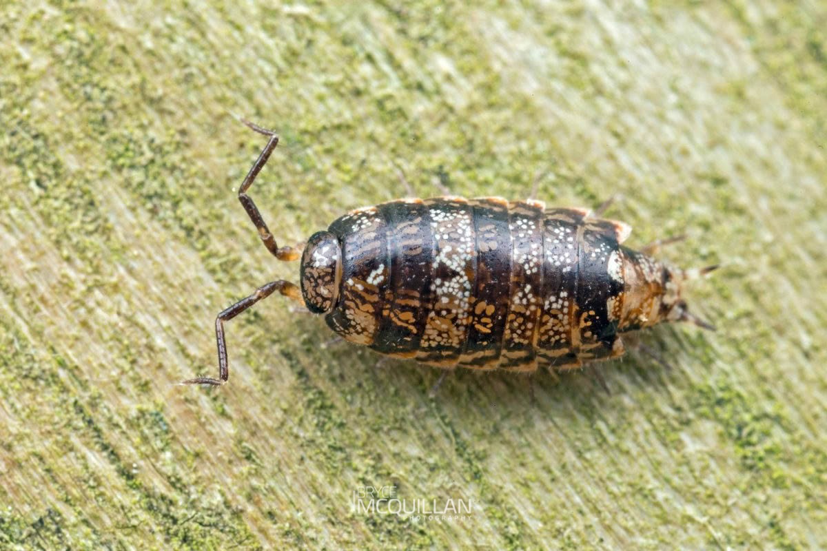 Styloniscus spp, Styloniscidae, photographed in New Zealand by Bryce McQuillan