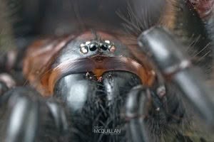 Porrhothele spp, Porrhothelidae, photographed in New Zealand by Bryce McQuillan
