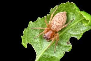 Clubiona convoluta, Clubionidae, photographed in New Zealand by Bryce McQuillan