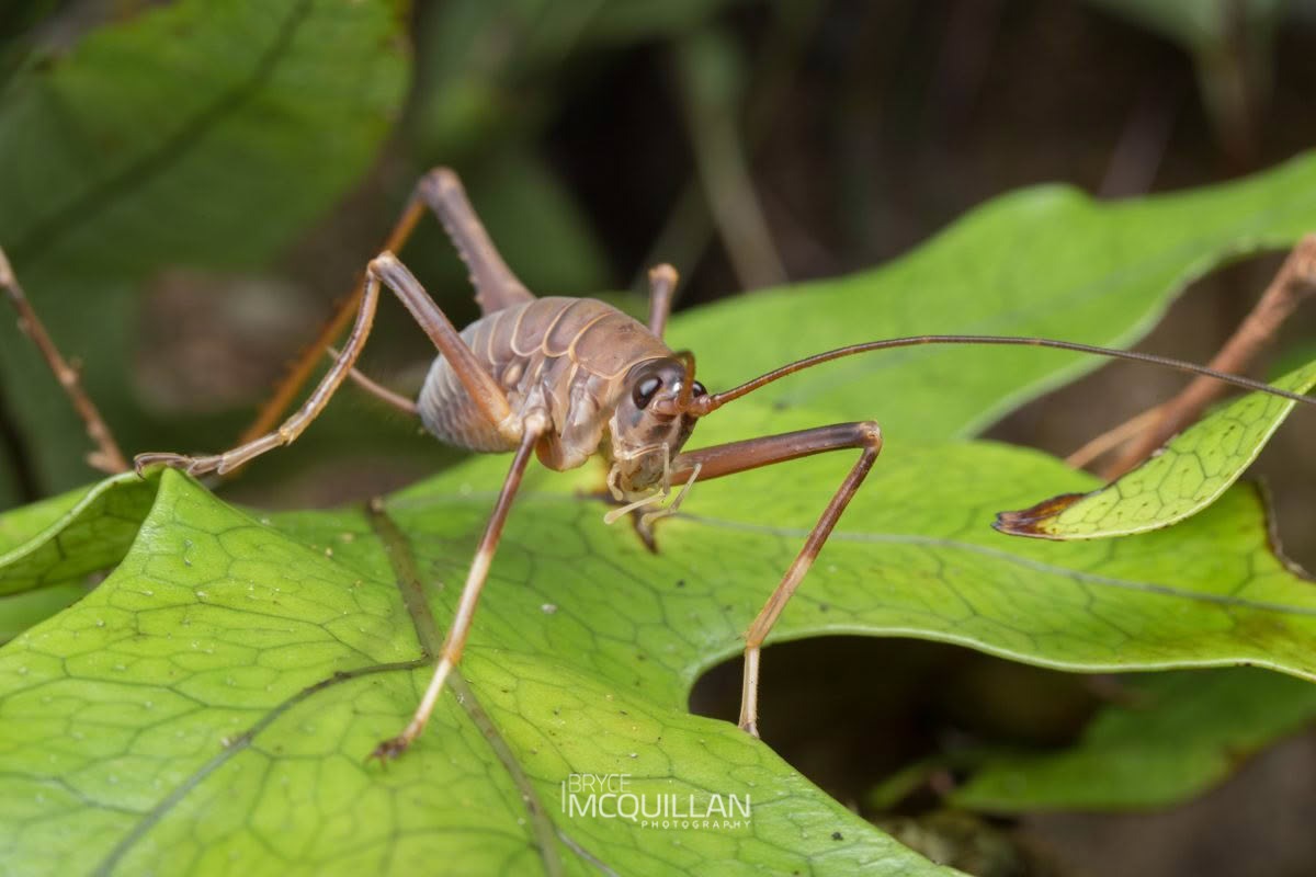 Pachyrhamma longipes, Rhaphidophoridae, photographed in New Zealand by Bryce McQuillan