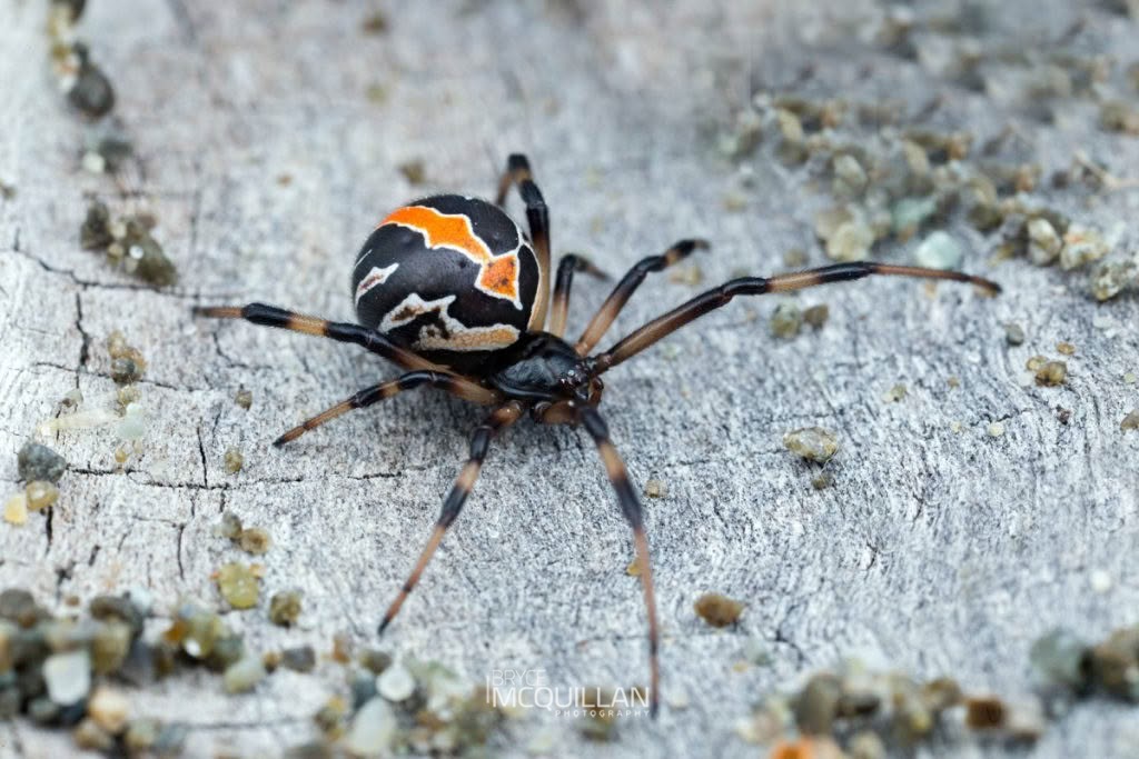 Katipō (Latrodectus katipo), Theridiidae, photographed in New Zealand by Bryce McQuillan