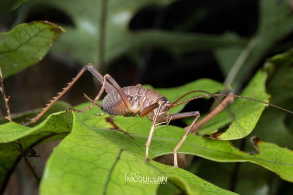 Pachyrhamma longipes, Rhaphidophoridae, photographed in New Zealand by Bryce McQuillan