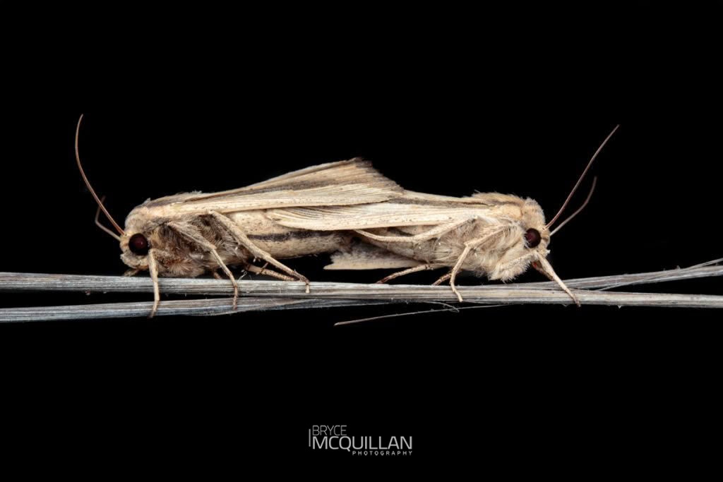 Sugar Cane Armyworm (Leucania stenographa), Noctuidae, photographed in New Zealand by Bryce McQuillan