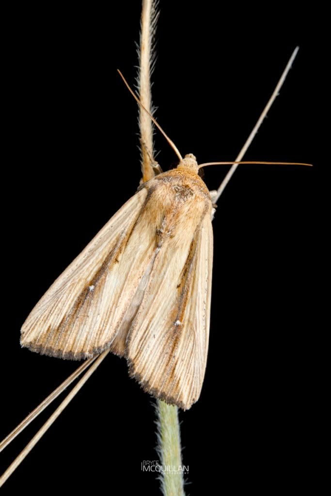 Sugar Cane Armyworm (Leucania stenographa), Noctuidae, photographed in New Zealand by Bryce McQuillan