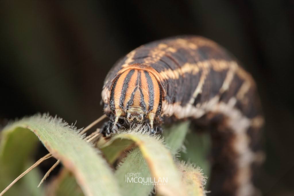 Convolvulus Hawkmoth (Agrius convolvuli), Sphingidae, photographed in New Zealand by Bryce McQuillan