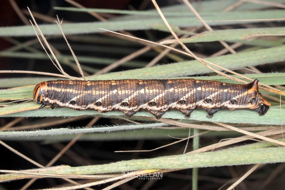 Convolvulus Hawkmoth (Agrius convolvuli), Sphingidae, photographed in New Zealand by Bryce McQuillan
