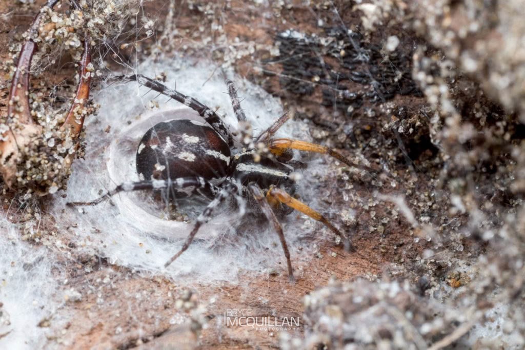 Nyssus coloripes, Corinnidae, photographed in New Zealand by Bryce McQuillan