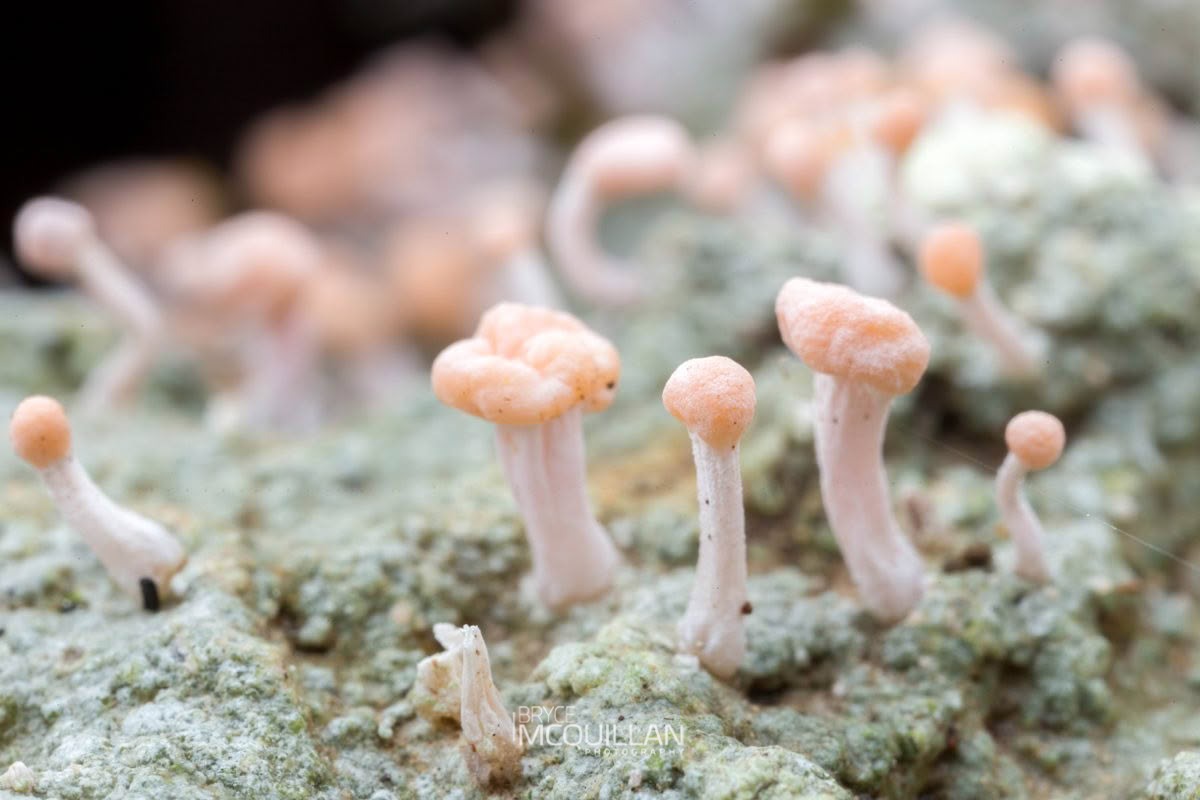 Dibaeis arcuata, Icmadophilaceae, photographed in New Zealand by Bryce McQuillan