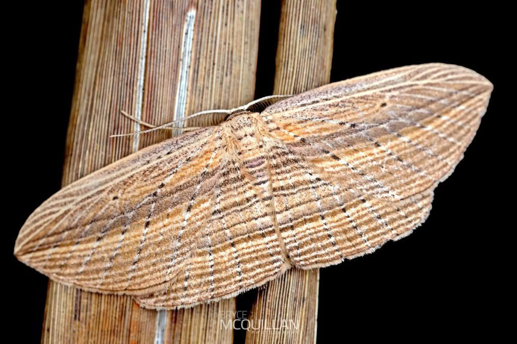 Epiphryne verriculata, Geometridae photographed by Bryce McQuillan