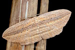 Epiphryne verriculata, Geometridae photographed by Bryce McQuillan