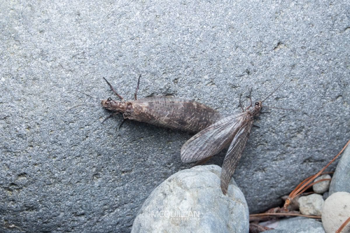 New Zealand Dobsonfly (Archichauliodes diversus), Corydalidae, photographed in New Zealand by Bryce McQuillan