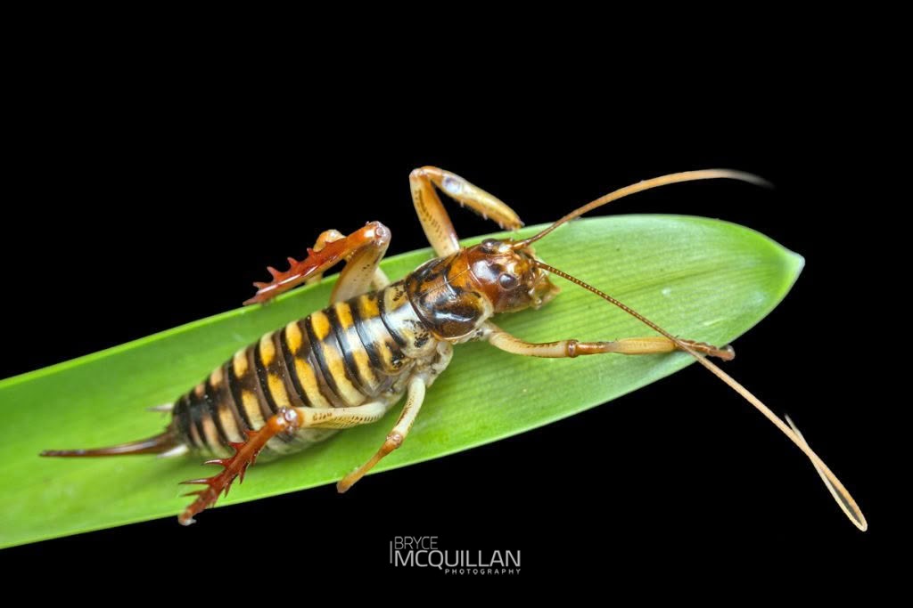 Hawke’s Bay Tree Weta (Hemideina trewicki), Anostostomatidae, photographed in New Zealand by Bryce McQuillan